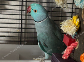 Breeding pair blue Indian ringneck