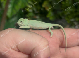 CB26 Yemen Chameleon Babies AVAILABLE SEPT/OCT 2026