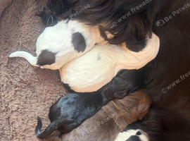 Cocker spaniel puppies