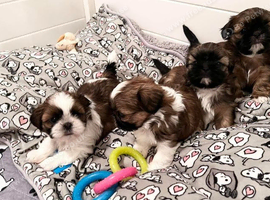 Molly's Shih Tzu Litter Of Puppies