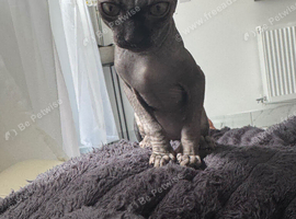 Male kitten for sale