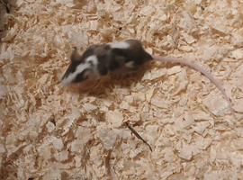 Various pet  mice