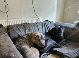 Puppies