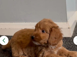 Cockapoo puppies..