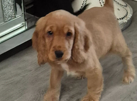 Cocker spaniel puppies