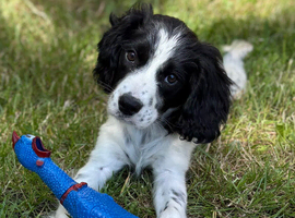 Fully vaccinated gorgeous Cockalier puppies!