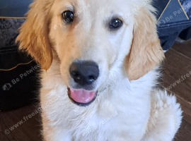 Golden retriever  boy