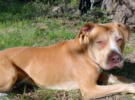 Looking for a Loving Home: Chico (2.5-Year-Old American Bulldog)