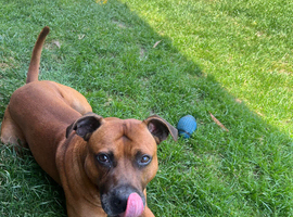 staffy for sale