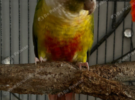Pineapple conure