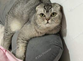 Scottish fold