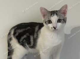 2 x British shorthair kittens