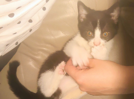 Black and white male kitten 9 weeks old