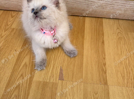 Ragdoll cat