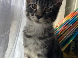 Tica female kitten