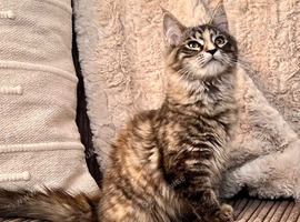 Beautiful Maine Coon kittens