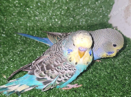 black winged budgies