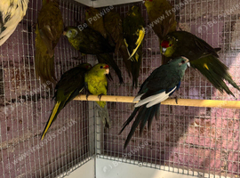 Mixed kakarikis