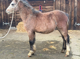 Stunning welsh a yearling