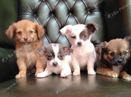 Chihuahua Puppies for sale. Ready for a loving home.
