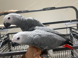 Baby Handreared Tame Male African Grey Parrot
