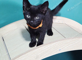 British Short Hair Kittens