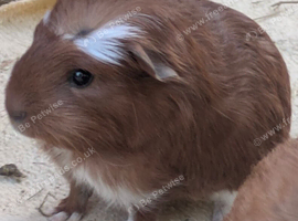 4 baby guineapig boars