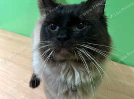My beautiful ragdoll boy for stud!