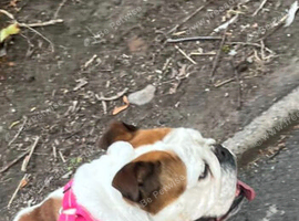 Female British bulldog
