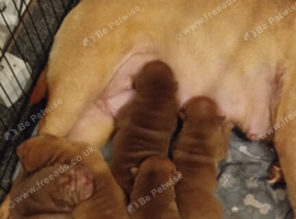 Shar PEI full breed