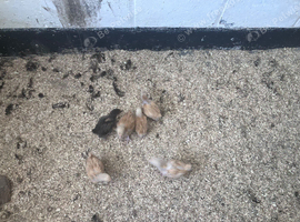 Buff Orpington Chicks