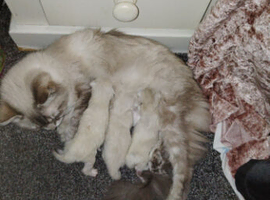 Gorgeous fluffy balls of