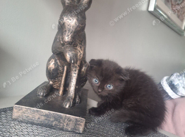 Half ragdoll kitten