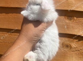 2 Female MiniLionLops for Sale