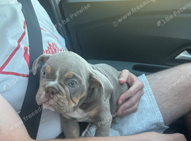 English bulldog puppy girl