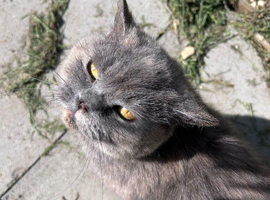 Adult female blue cream