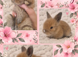 Double Maned Lionhead Babies