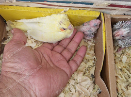 Cockatiels for sale