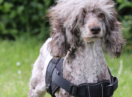 Stunning chocolate Merle poodle boy