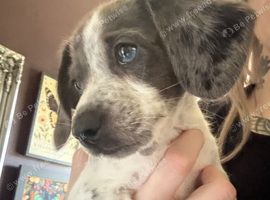 Beautiful blue-eyed Dachshund cross puppy looking for his forever home