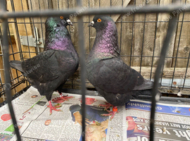 King pigeons