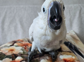 Baby Umbrella cockatoo super tame hand reared
