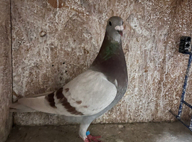 Females racing pigeons for sale