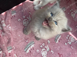 Mink and traditional ragdoll kittens
