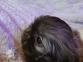 Kennel Club Registered, Top bloodline Imperial Babies