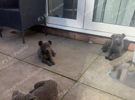 Blue German shepherd