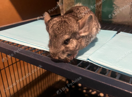Baby boy chinchillas only no cage