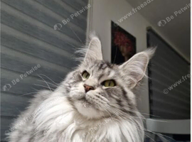 Beautiful fluffy Maine Coon x kittens