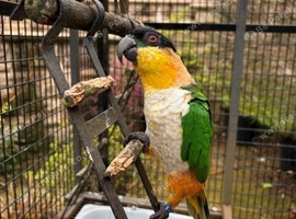 Super tame bonded male caiques with large cage included &pound;750 ONO