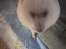 Elliott the Guinea Pig